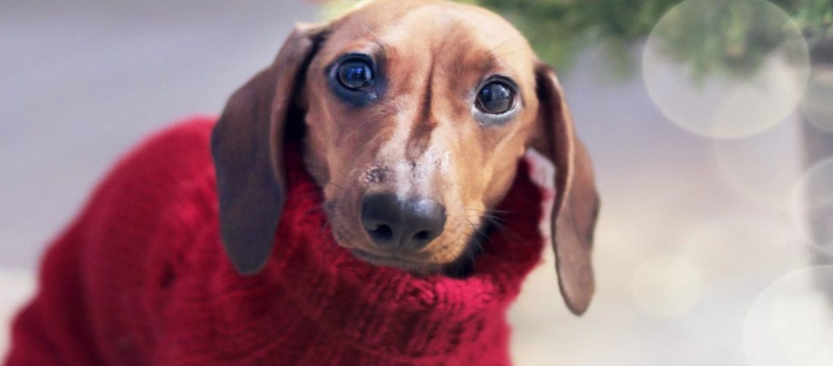 Imagen de la noticia: Protege a tus perros y gatos de las enfermedades respiratorias