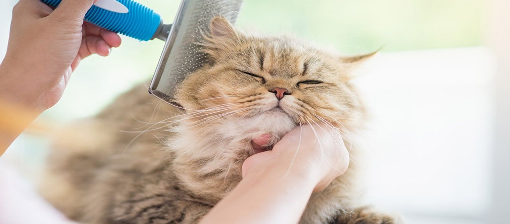 Imagen de la noticia: Tips para adiestrar a tu gatito